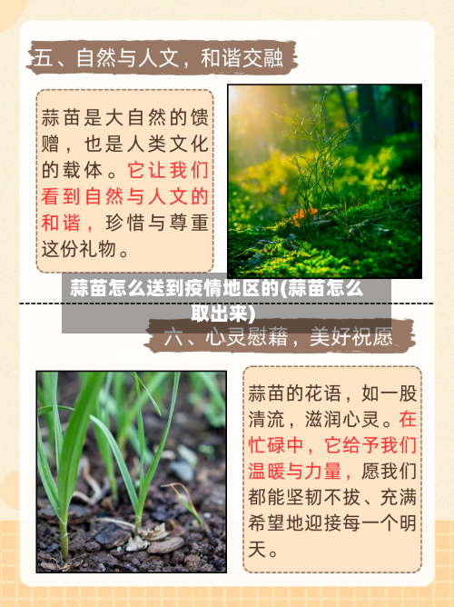 蒜苗怎么送到疫情地区的(蒜苗怎么取出来)-第2张图片